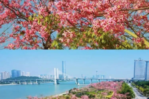【美拍珠海】周三、四、六、日｜横琴十里木棉花海+珠海情侣路+日月贝大剧院+香炉湾沙滩+野狸岛