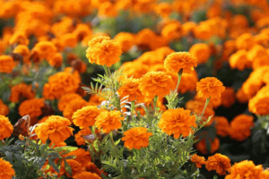 【中山小榄菊花展】周三、四、六、日｜特价88，一年一度中山小榄菊花展+横栏花洲3KM花海长廊，惊艳无比