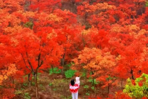 【永州蓝山谷1天】周三、四、六、日｜超美！蓝山谷十里枫叶林， 赏千亩五角枫叶林