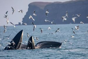 【巨鲸花园4天3晚】别让期待落空！赶紧预约专属北海涠洲岛观鲸，赴一场心灵之约！（海丝首港版本）