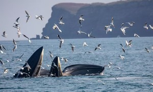 【巨鲸花园4天3晚】别让期待落空！赶紧预约专属北海涠洲岛观鲸，赴一场心灵之约！（海丝首港版本）