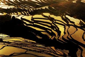 【罗平过大年】2.17-23｜含动车，罗平油菜花海、抚仙湖、建水古城、碧色寨、普者黑、元阳梯田7天摄影之旅