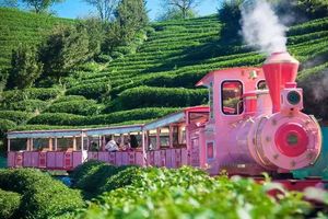 【泉州樱花汽车3天】春节每天出发 | 永福樱花园、蟳浦簪花、泉州西街、梧林村小娘惹、大鱼海棠初溪土楼