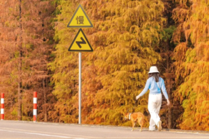 2026.2.8日“十全十美”美丽乡村 【伦教站】健步行系列活动