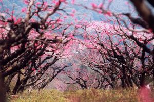大型徒步节【连平桃花节】3月8日广东徒盟第一期徒步节暨连平桃花13公里徒步