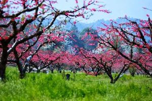 【广100番外站·桃花源徒步】2月28日/3月1日 | 连平&龙南&和平：粤赣古道桃花大型徒步活动火热报名！