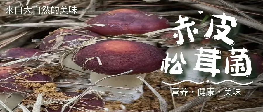 图怪兽_姬松茸.jpg