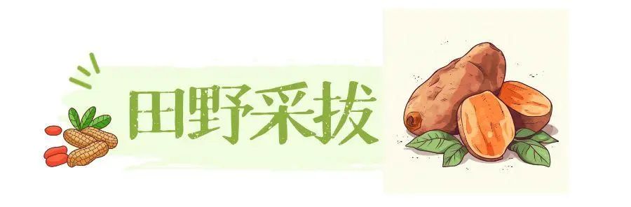 图怪兽_红薯 (1).jpg