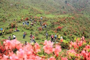 【天露山】4月11日周六，徒步云浮新兴最高峰-挑战1251米天露山，偶遇高山杜鹃花