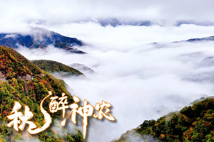 【秋醉神农】5日，华中屋脊上，海拔2700米，从山脚红到山顶金，去神农架赴一场秋日盛宴