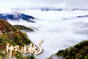 【神农追秋】 4天3晚，2-8人小团，万顷秋林鎏金绘卷，雾泊九湖