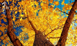 【南雄银杏+温泉】旅拍南雄银杏之乡，网红打卡时光隧道，南华寺祈福，入住汤溪温泉酒店2天