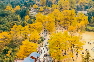 【桐子坳+十万株枫叶】行摄中国银杏第一村，漫步湘江大峡谷十万株枫叶林，入住零陵古城，感受千年古城魅力