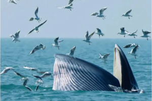 【巨鲸花园】别让期待落空！赶紧预约专属北海涠洲岛观鲸，赴一场心灵之约！