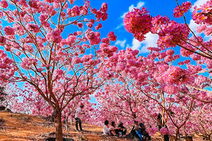 周三周四【江门紫花风铃】花花世界！美拍千亩紫花风铃花海，行摄圭峰山百亩红枫，漫步石涧碧湖红水杉