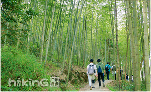 10号成行·特价【星溪竹林】徒步穿越广州最美乡村-溪头村，游星溪竹海，品新鲜竹筒饭