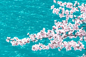 【九寨金川】6日，8人团，梨花映春雪九寨沟+金川梨花+四姑娘山双桥沟+中路藏寨+松潘古城