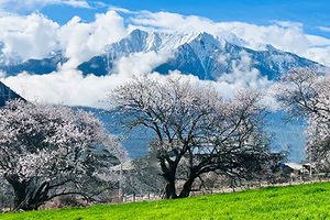 【G318+林芝金川】11日，8人团，林芝桃花+金川梨花+色达+玉隆拉措+德格印经院+强巴林寺+然乌湖+来古冰川