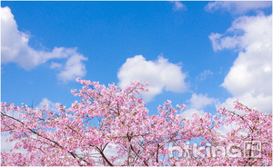 【樱花峪+黄花风铃】淋一场新丰的樱花雨，醉一片吕田的风铃海