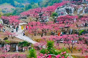 【连平桃花】奔赴连平万亩粉色海洋，定格你的春日专属大片！