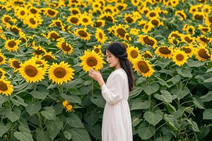 【东莞向日葵+黄花风铃】漫步松山湖金色长廊，徜徉百亩向日葵田