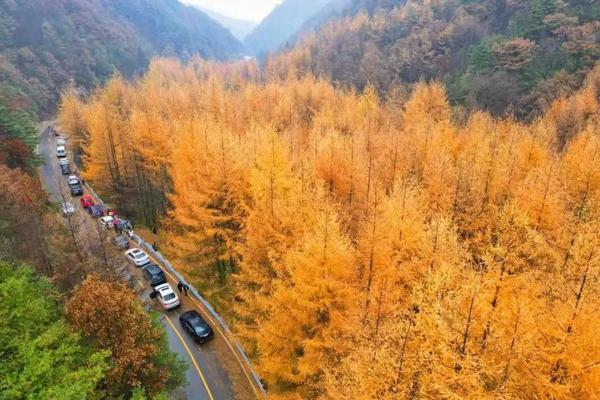10月30日（周日）秦岭最美落叶松来袭，再登东坪沟高山草甸