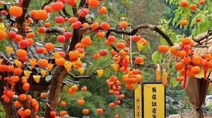 【黄姚古镇+恭城柿子2天】红岩村探秘万亩柿林，行摄黄姚千年古镇