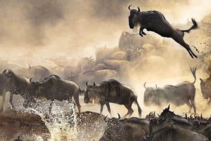 2.18-23|（已成行）狂野非洲，东非大草原坦桑尼亚塞伦盖蒂游猎