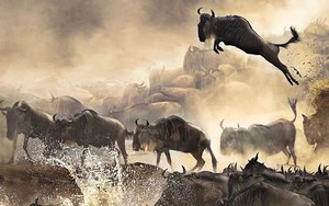 2.18-23|（已成行）狂野非洲，东非大草原坦桑尼亚塞伦盖蒂游猎