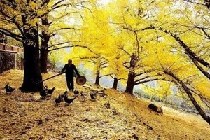 11.22-23【深秋记忆】广西海洋乡扫黄，北岱底徒步行摄