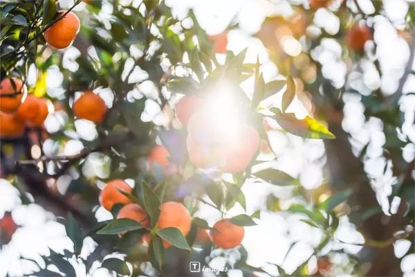 1+1户外 | 10月31日秋季的味道西山采桔，登缥缈峰赏太湖，品农家宴单日线 