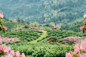 【踏春黔徒-杜鹃花版】季节限定5天4晚，铜鼓荡-寻龙洞探洞-百里杜鹃-羊皮洞瀑布