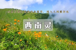【周末1日•西南灵】金莲花盛开期-黑森林-高山草甸-京郊徒步天花板级线路