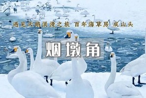 【元旦3日｜烟墩角】与天鹅共舞-拥抱海岸线第一绥阳光の天鹅湖-海草房-成山头-青州古城