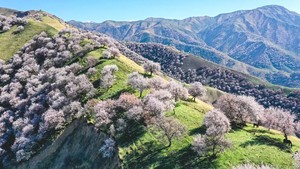 【童话新疆·春满天山7日】小车游-赛里木湖+伊犁杏花