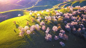 【童话新疆·天山之春8日】精品游-伊犁河谷杏花