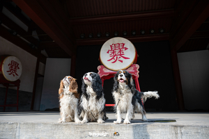 大巴｜12.13｜爨底下