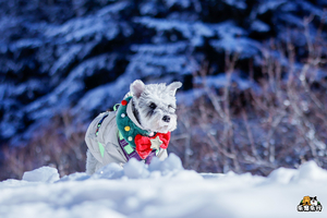 大巴｜12.20-21｜崇礼：翠云山 桦皮岭 入住高端五星级酒店 携宠自助餐 交换圣诞礼物