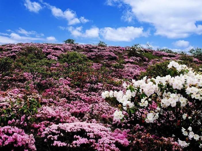 让你在西昌一年四季都有花可赏