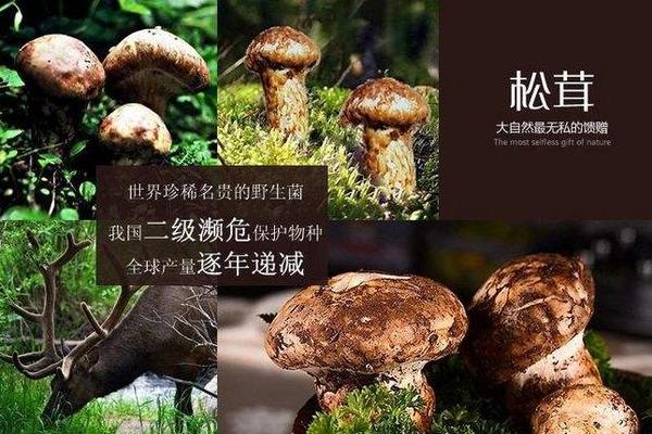 新鲜松茸正当季