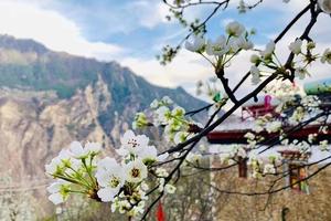 【2023年 大美梨花】  2-12人纯玩小团 · 双桥沟+牛背山+金川梨花+墨石公园+甲居藏寨+斯丁措+鱼子西6日