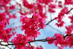 2月22日新丰樱花峪品三色樱花，秀田古村观金黄菜花