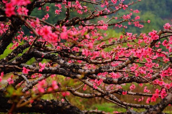 即将成行 | 3月3日翁源九仙观十里桃花海洋，东华寺清净身心赏千株樱花道场