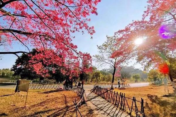 确定成行，粉红木棉 | 12月5日行摄东莞松山湖异木棉，打卡华为欧洲小镇、可园，超ins秒出大片