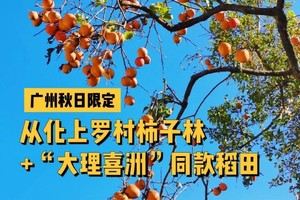 即将成行 | 10月17日从化上罗村赏千亩红色杮子海，罗洞工匠小镇观金黄稻田园，感受金秋丰收的喜悦