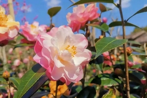 3月8日广100第一站·阿婆六国际茶花谷徒步节—藏在从化的“莫奈花园”，花海，竹林，乡村之旅