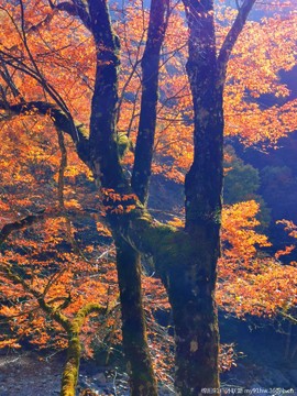 CUPPqhQWMrWXhF195vjTh5Jtk87IMgZ6Mqh7GNie6JF43id0LMovNyuCmHCB9mV5