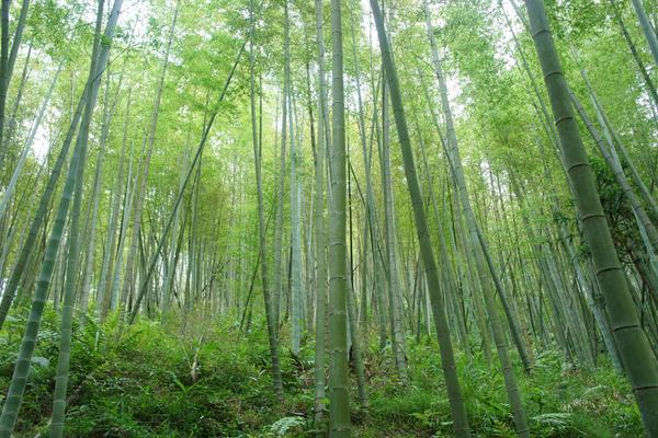 3月12日从化最美星溪线徒步+品竹筒饭+漫步竹海