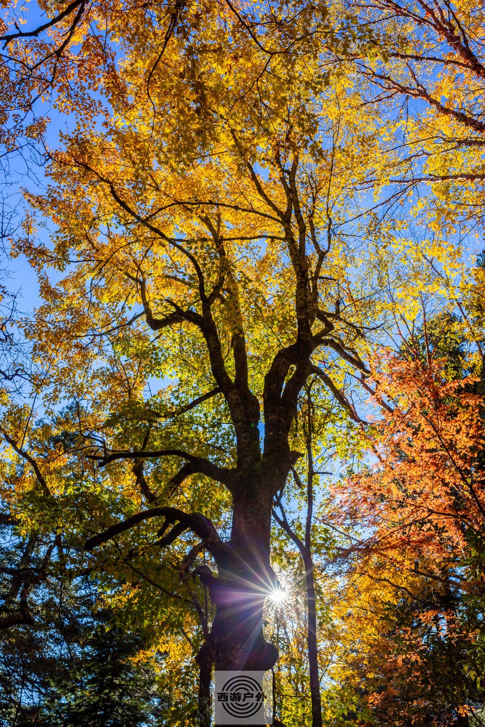 d554927a1d7c4fe70cf0bfcec5f94f6