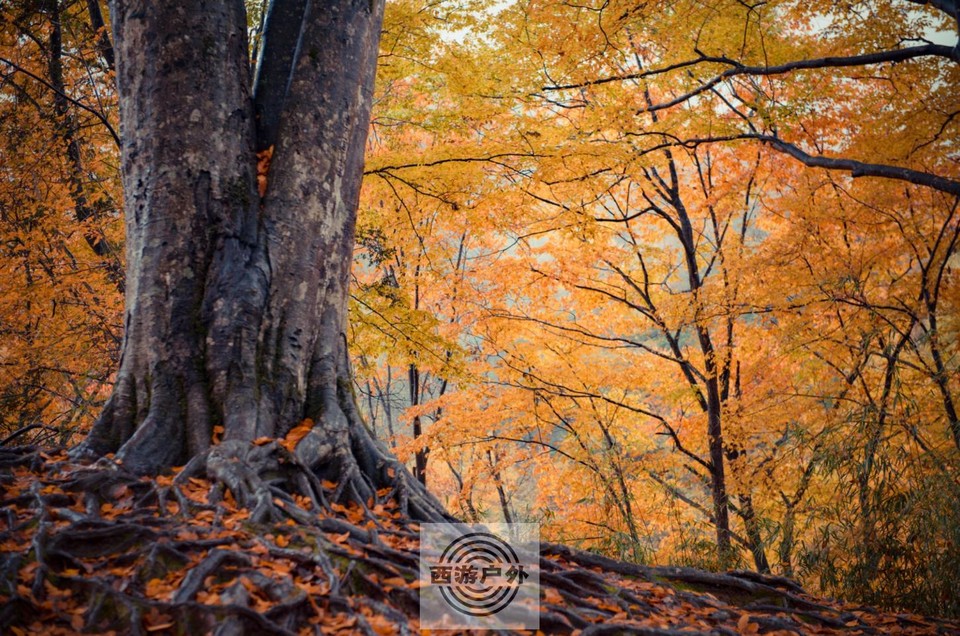 CPOY1_N17499GT13WMG9NZ8